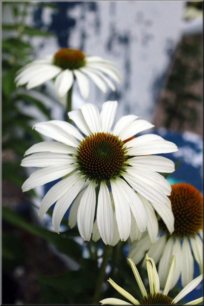 Elegant In White - Cone Flowers  by paintdipper