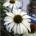 Elegant In White - Cone Flowers  by paintdipper
