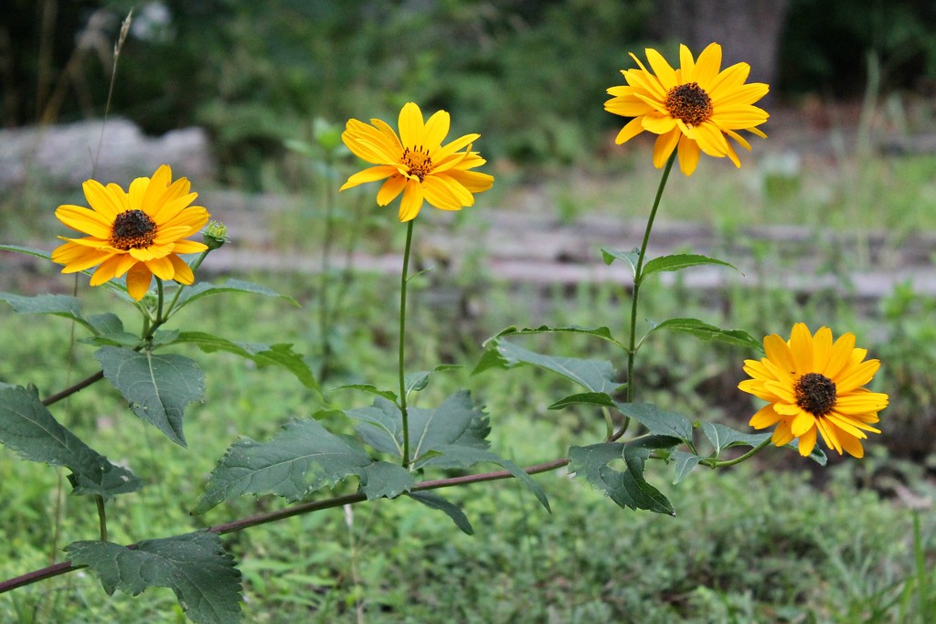 Four Pretty Flowers in a Row by lauriehiggins