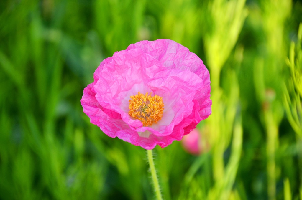 Pink Poppy by mariaostrowski