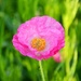 Pink Poppy by mariaostrowski