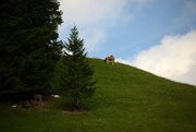 26th Jun 2014 - cow on hill