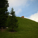 cow on hill by francoise