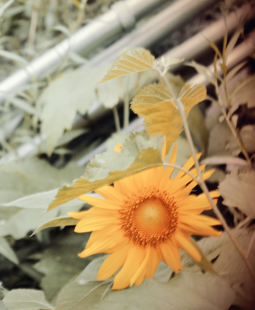 Sunflower  by mej2011