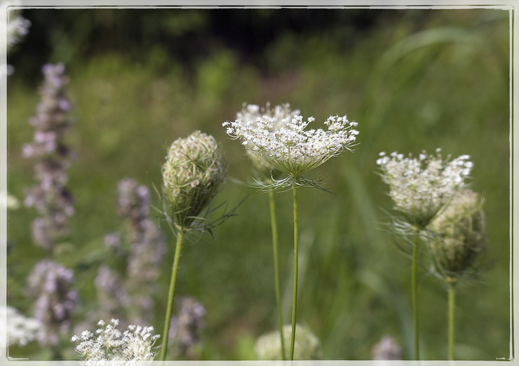 More Queen Anne's Lace by gardencat