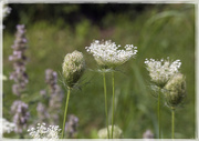 6th Aug 2014 - More Queen Anne's Lace