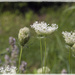 More Queen Anne's Lace by gardencat