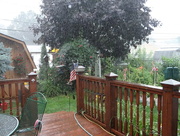 2nd Aug 2014 - Its Pouring Again