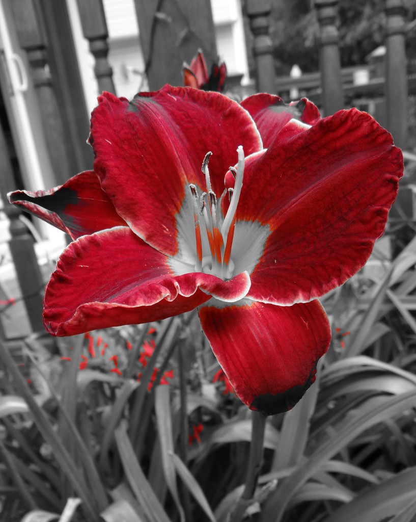 Selective Red Lily by brillomick