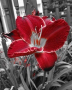 3rd Aug 2014 - Selective Red Lily