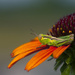 Grasshopper by lstasel
