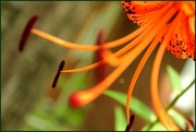 6th Aug 2014 - Tiger Lily (New Camera Day 6)