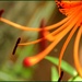 Tiger Lily (New Camera Day 6) by olivetreeann