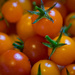 Tomato Garden Harvest by epcello