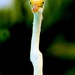 White Heron  by lynnz