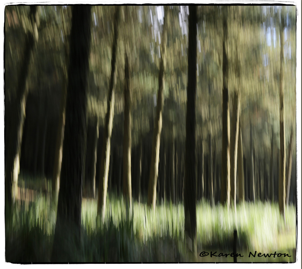 Forest by rustymonkey