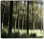 6th Aug 2014 - Forest