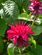 5th Aug 2014 - Bee Balm