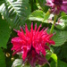 Bee Balm by lellie