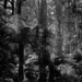 Ferns and plumwoods by peterdegraaff