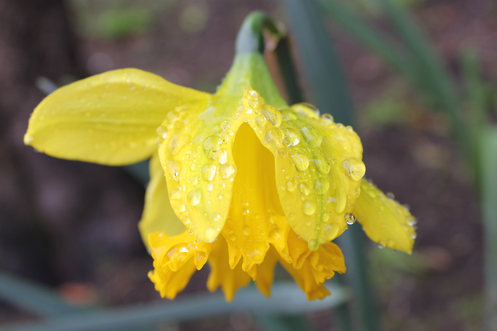 Rain, rain go away, this daffodil wants to stay! by gilbertwood