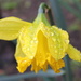 Rain, rain go away, this daffodil wants to stay! by gilbertwood
