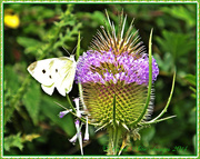 7th Aug 2014 - Large White Butterfly and Teasel