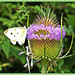 Large White Butterfly and Teasel by carolmw