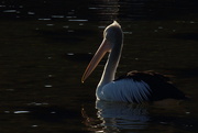 7th Aug 2014 - sunlight and pelican