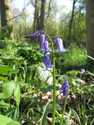 13th Apr 2014 - bluebell