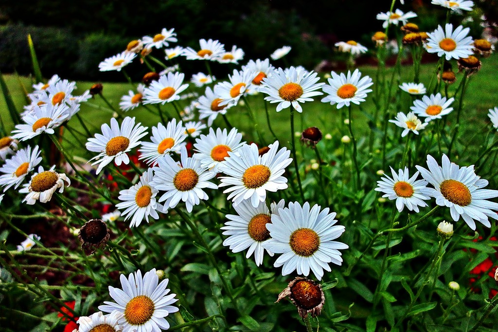 Daisies in the 'hood by soboy5