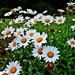 Daisies in the 'hood by soboy5