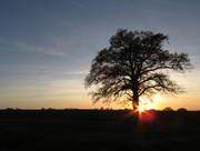 15th Apr 2014 - sunset tree