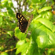 21st Apr 2014 - Speckled Wood Butterfly