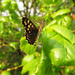 Speckled Wood Butterfly by shannejw