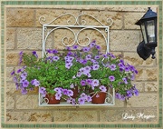 7th Aug 2014 - Petunia's become Wall Flowers.
