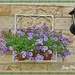 Petunia's become Wall Flowers. by ladymagpie