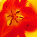 tulip by shannejw