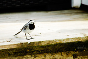7th Aug 2014 - White wagtail