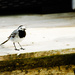 White wagtail by elisasaeter