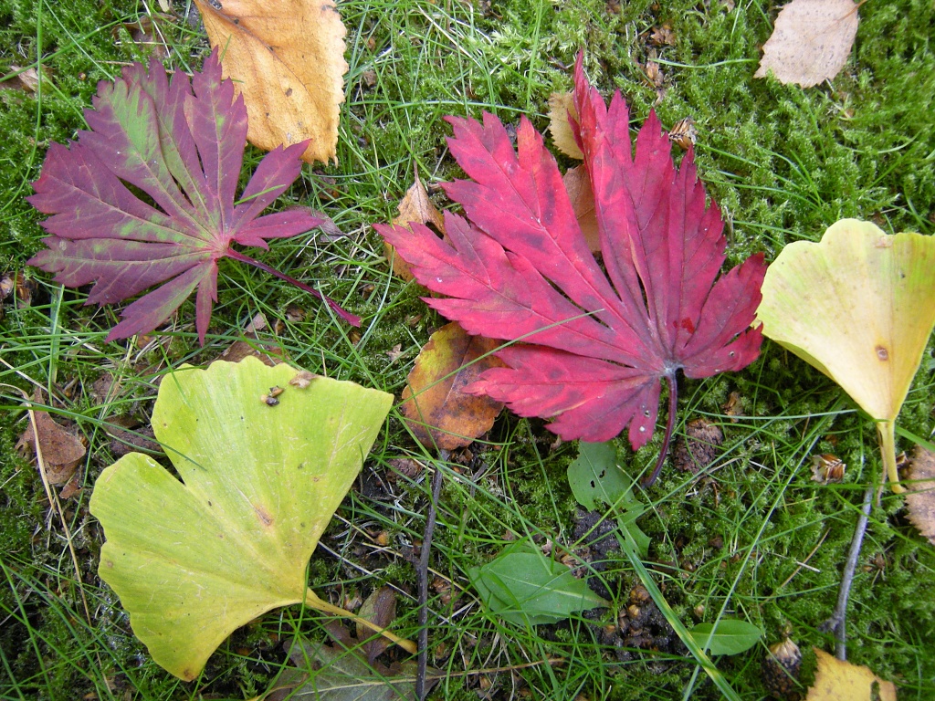 Autumn leafs by pyrrhula
