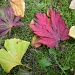 Autumn leafs by pyrrhula
