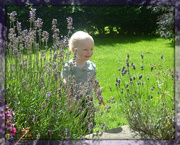 7th Aug 2014 - lavender, bees and a precious little guy