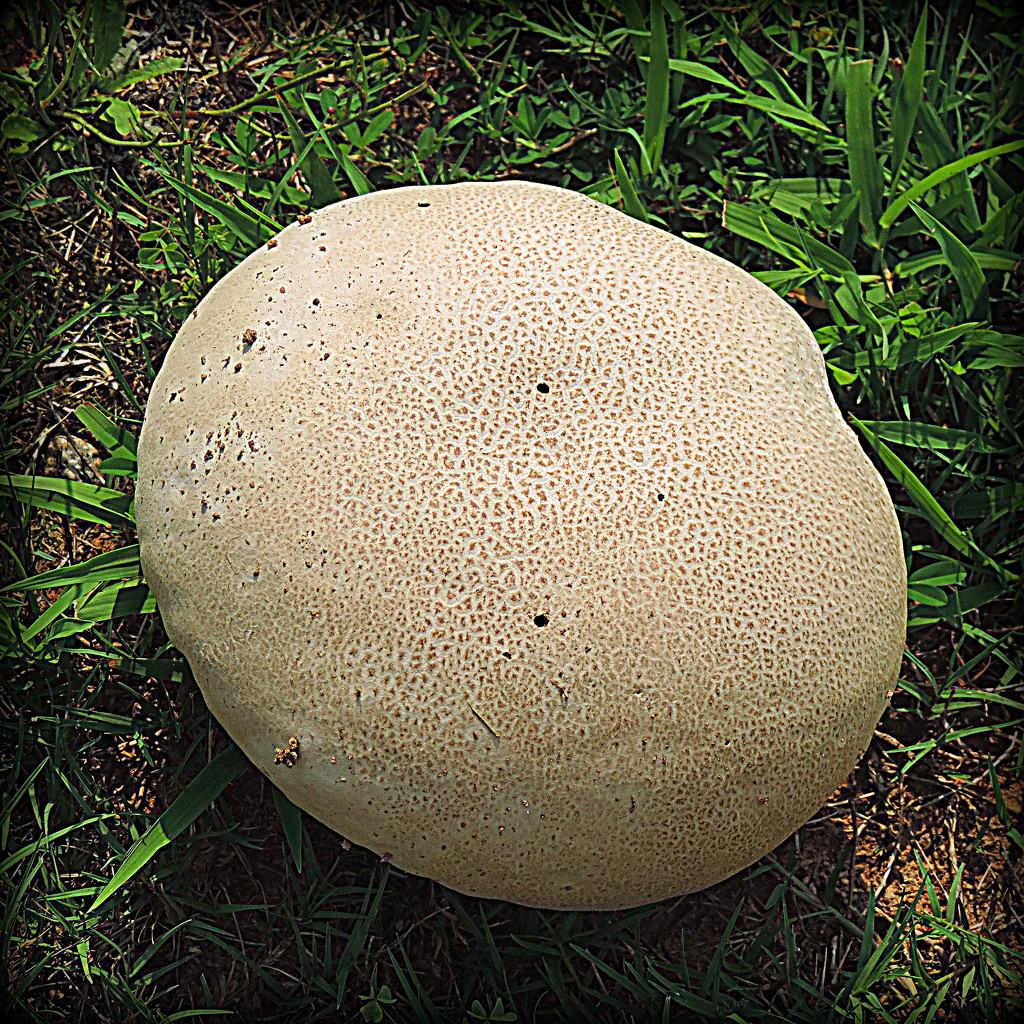 Giant Mushroom in the Grass! by homeschoolmom