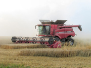 7th Aug 2014 - I've got a brand new combine harvester