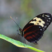 Butterflies in the Garden by lynne5477
