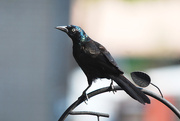 6th Aug 2014 - The dreaded grackle! Best viewed on Black!