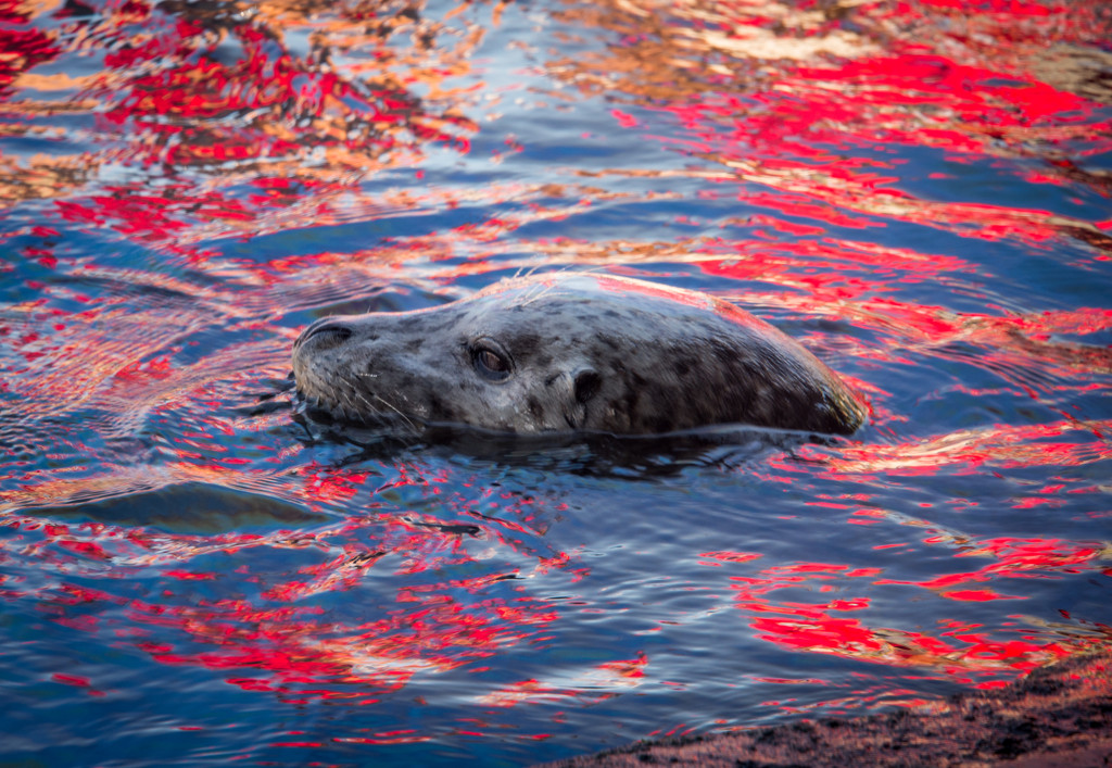 Seal with Reflections by epcello