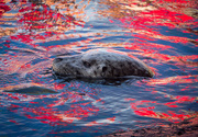 7th Aug 2014 - Seal with Reflections
