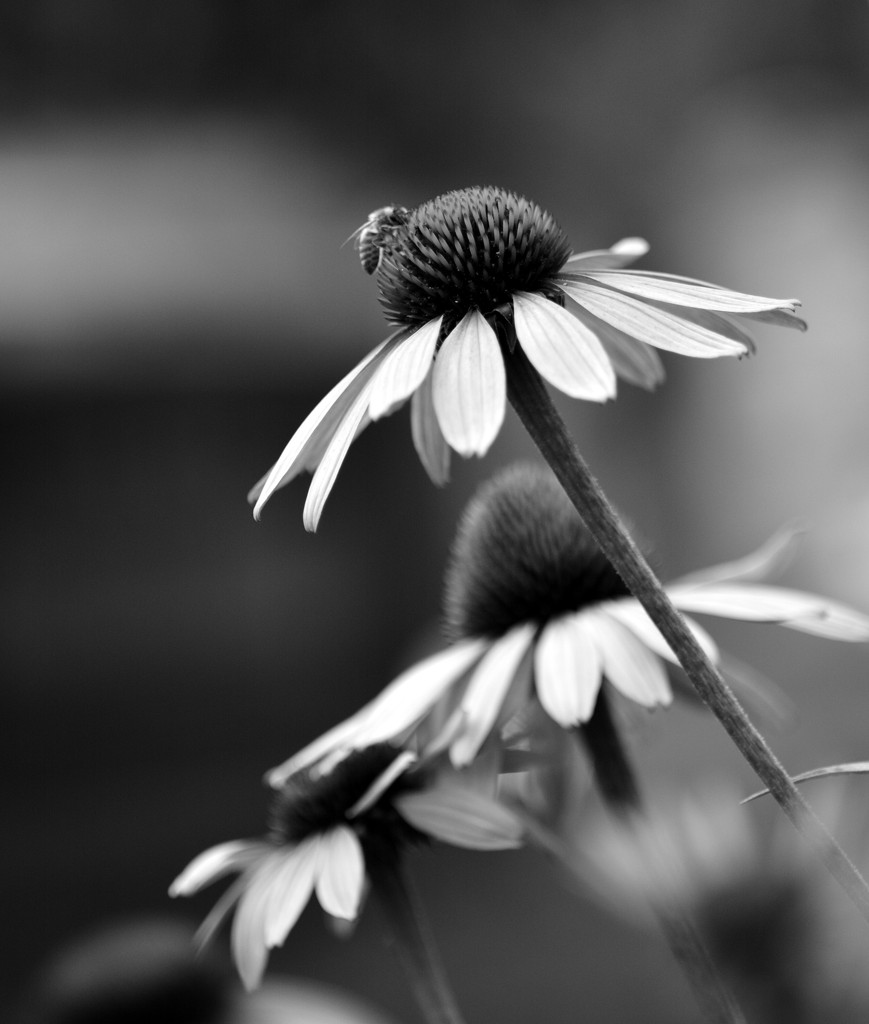 Black & White Colour by jayberg